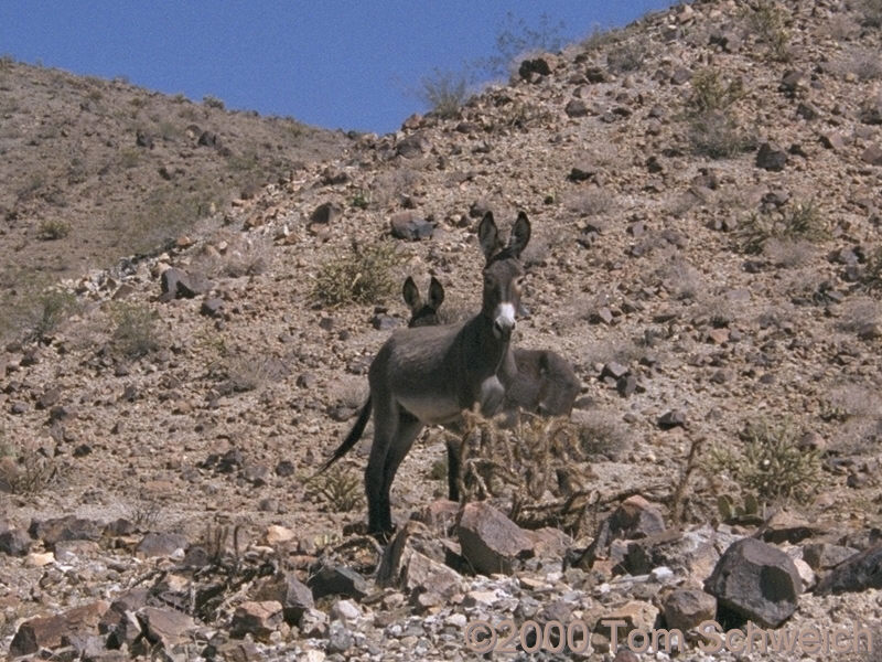 Two burros in the Whipple Mountains.