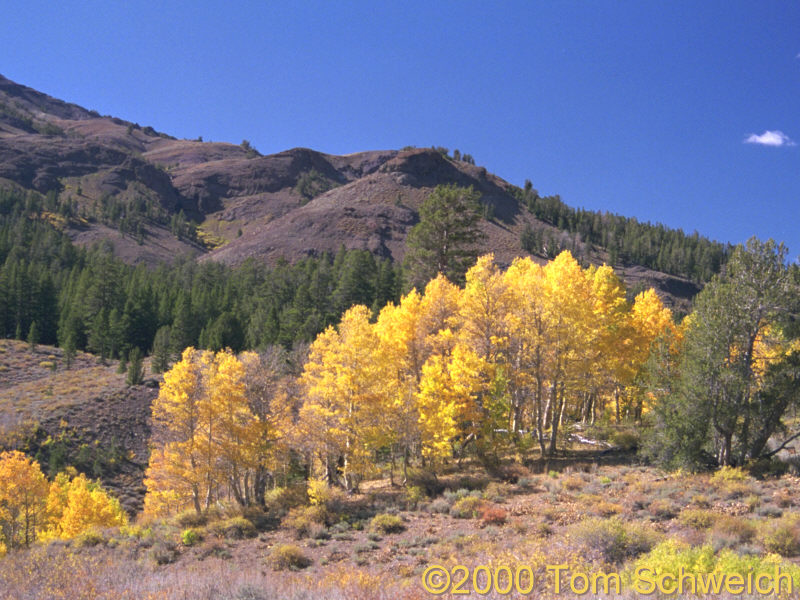 Turning leaves on Sonora Pass.
