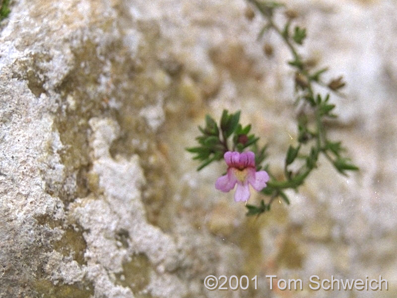 Scroph growing from wall.
