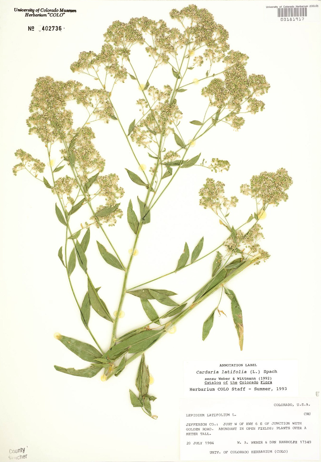 Brassicaceae Lepidium latifolium