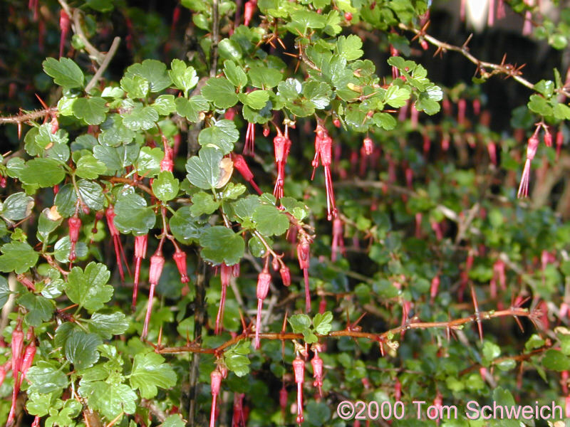 Fuschia Flowering Goosebeery in my backyard.