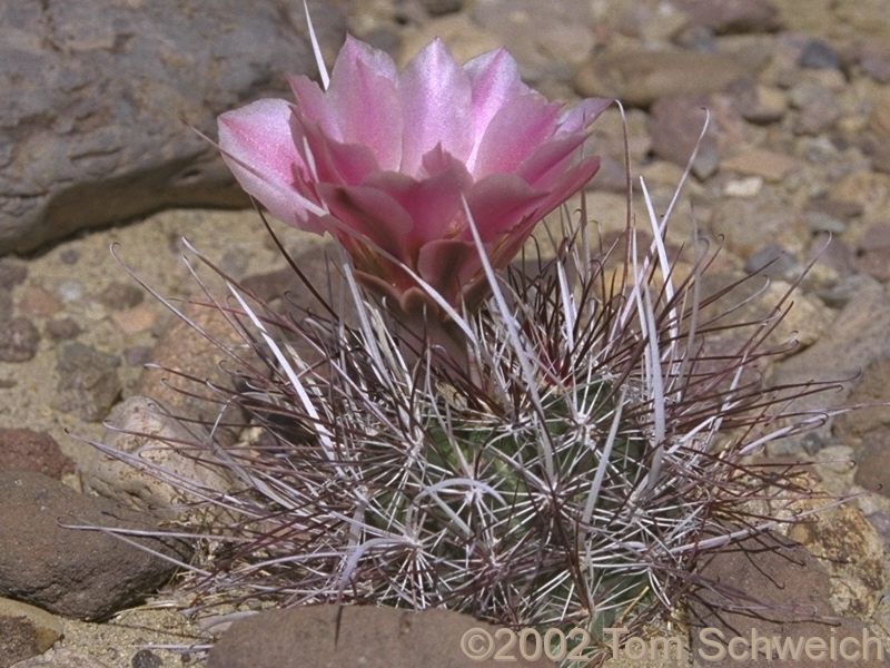 Mojave Fish-Hook Cactus (<I>Sclerocactus polyancistrus</I>)