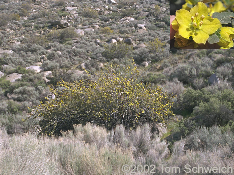 Fremontia (<I>Fremontodendron californicum</I>) in South Fork Valley.