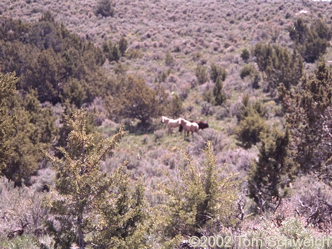 Wild horses in Overland Pass