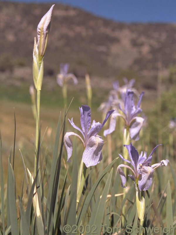 Western Blue Flag (<I>Iris missouriensis</I>) in spring at head of Huntington Creek.