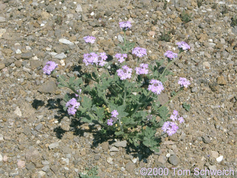 <I>Verbena gooddingii</I> near Lobo Point