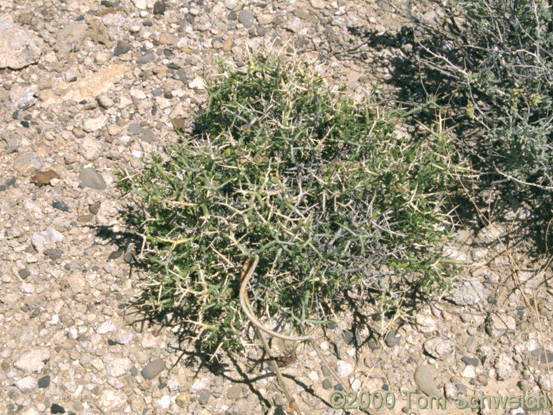 Spiny Menodora (<I>Menodora spinescens</I>) near Stump Spring