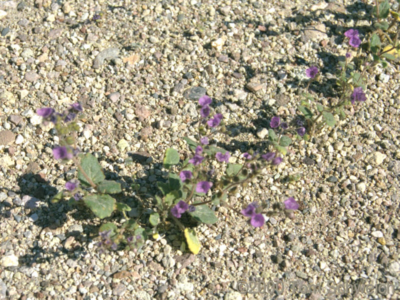Boraginaceae Phacelia calthifolia