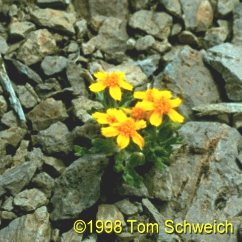 Eriophyllum wallacei