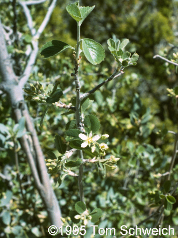 Amelanchier utahensis, Wild Horse Mesa, Mojave National Preserve, California