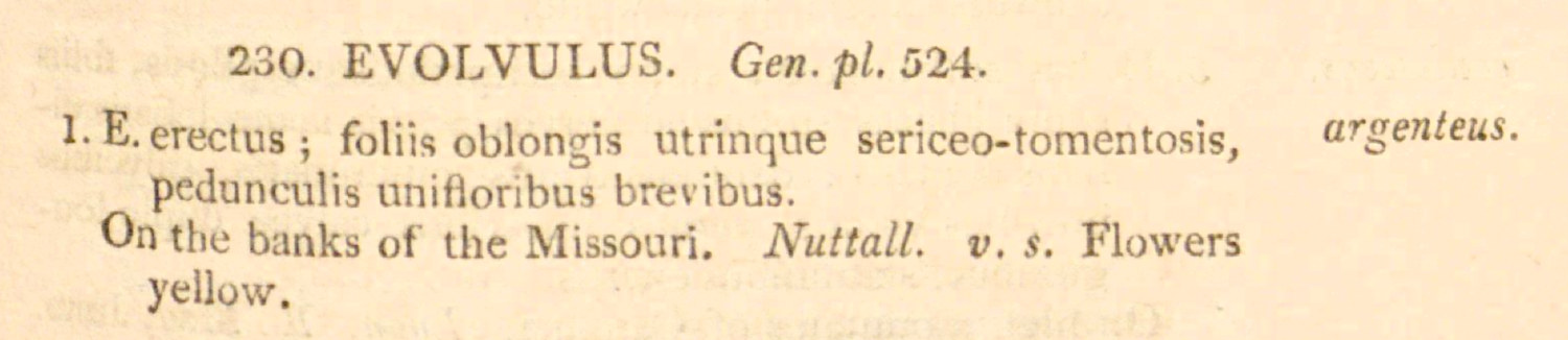 Convolvulaceae Evolvulus nuttallianus