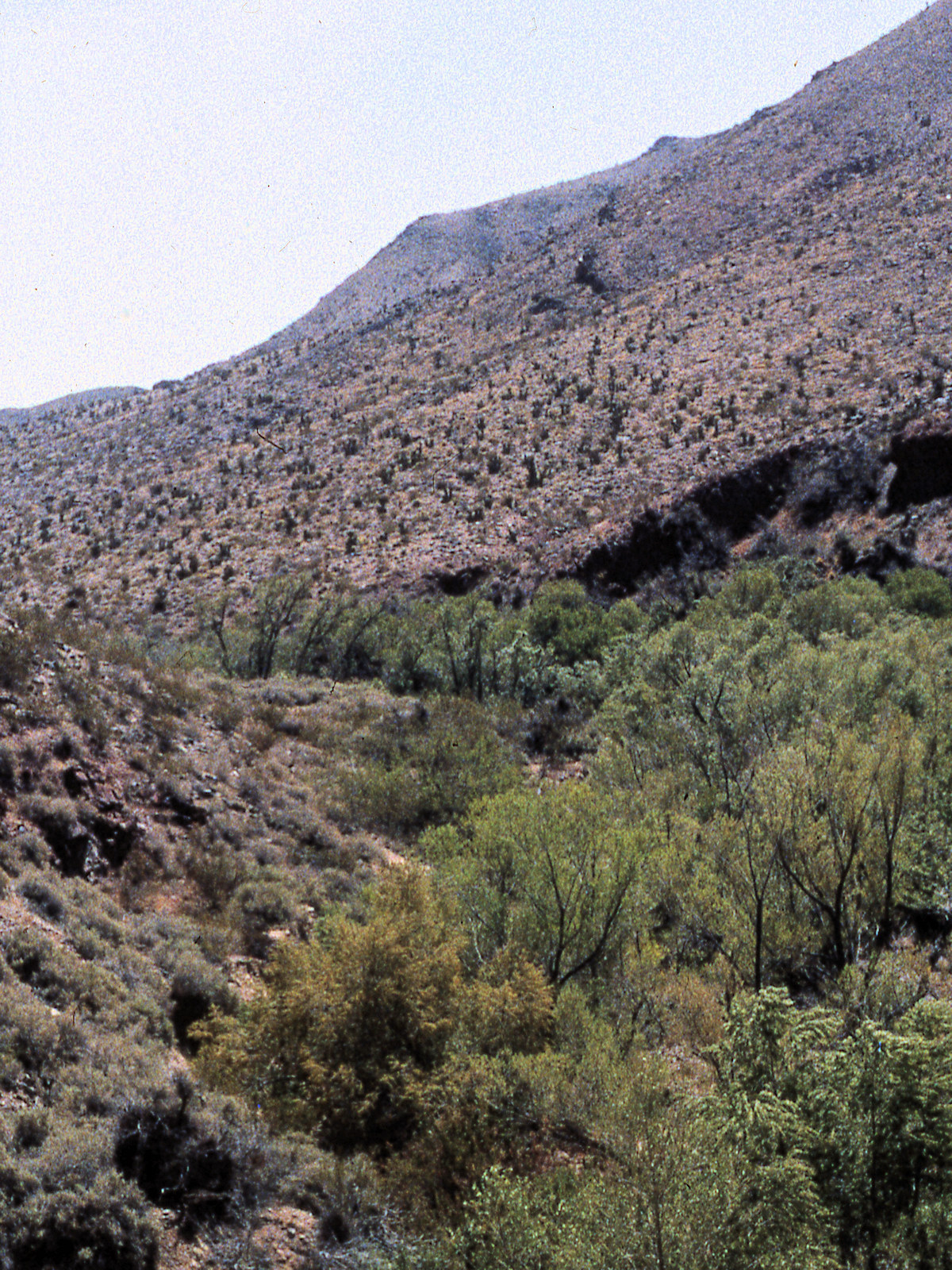 California, San Bernardino County, Piute Canyon