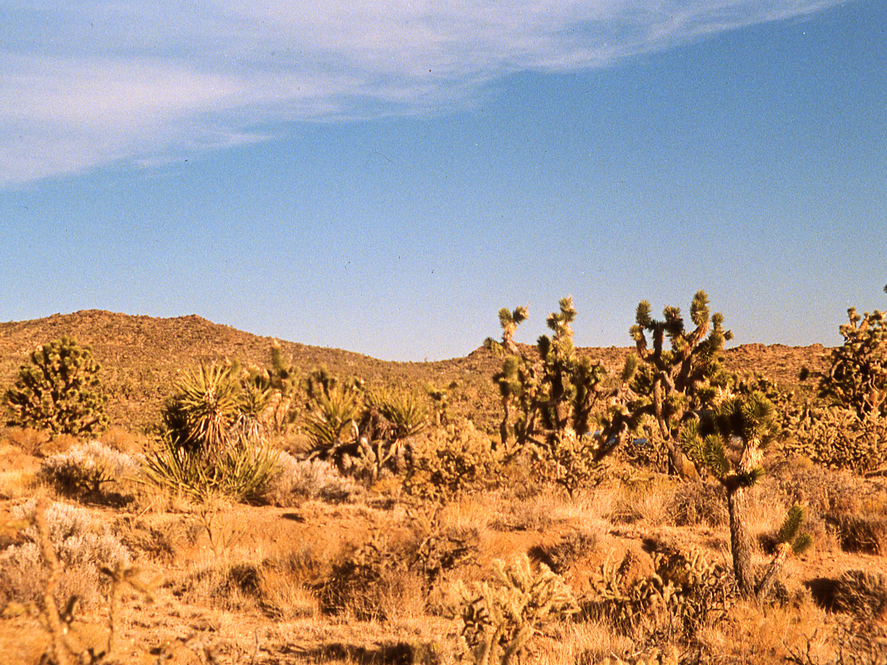 California, San Bernardino County, Cedar Canyon