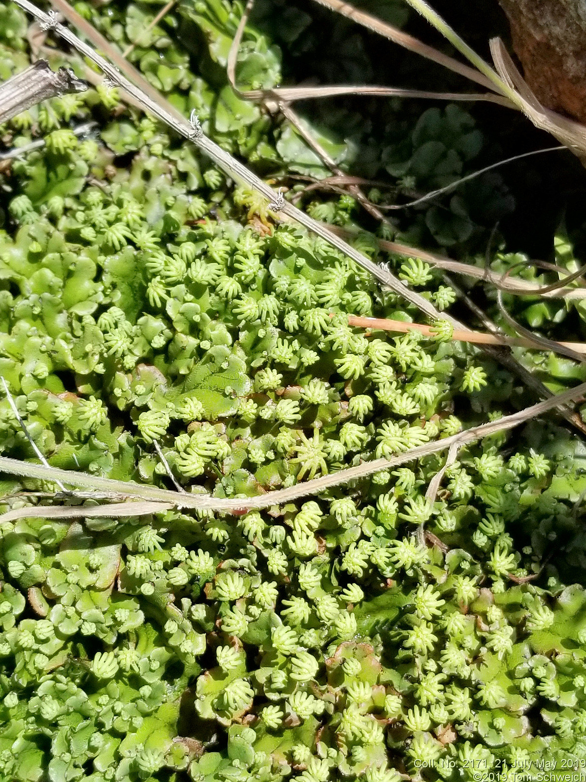 Liverwort