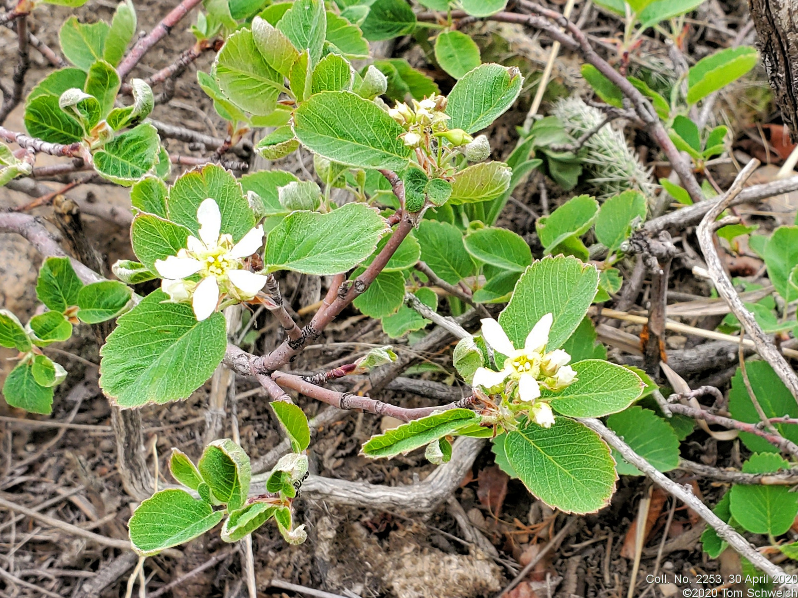 Rosaceae Amelanchier alnifolia