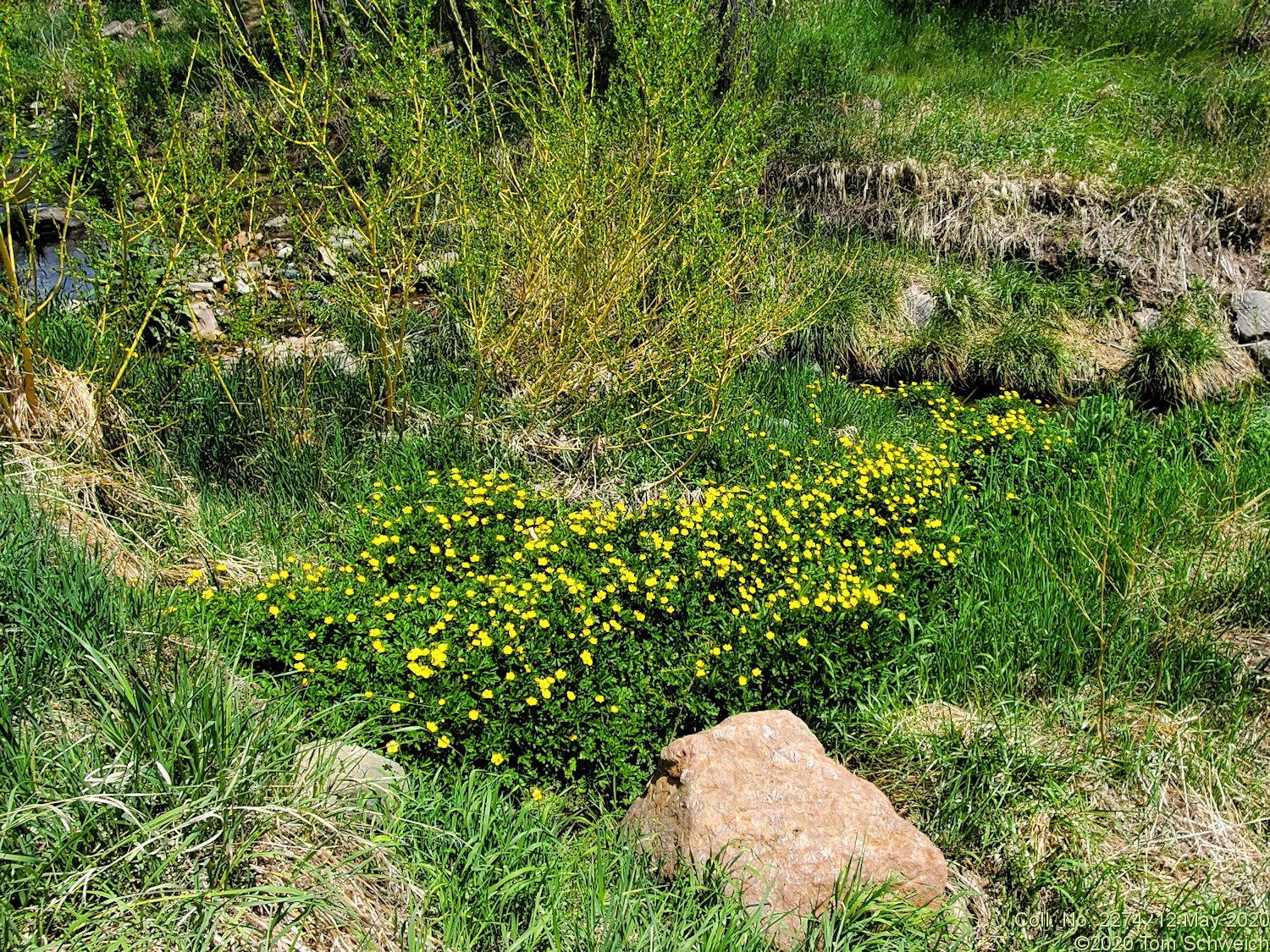 Ranunculaceae Ranunculus acris