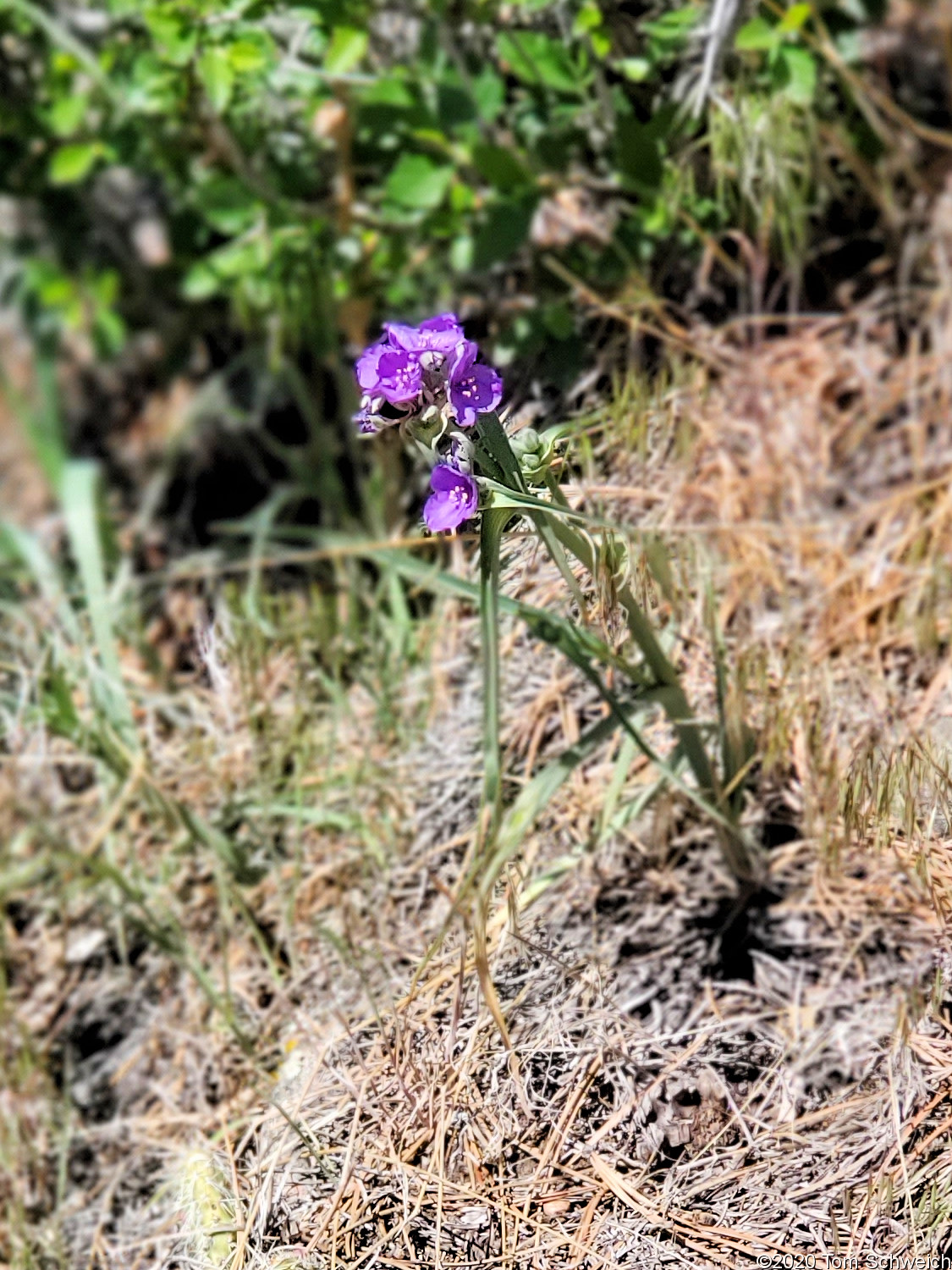 Commelinaceae Tradescantia occidentalis