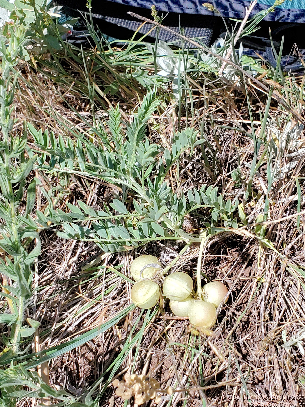 Fabaceae Astragalus crassicarpus