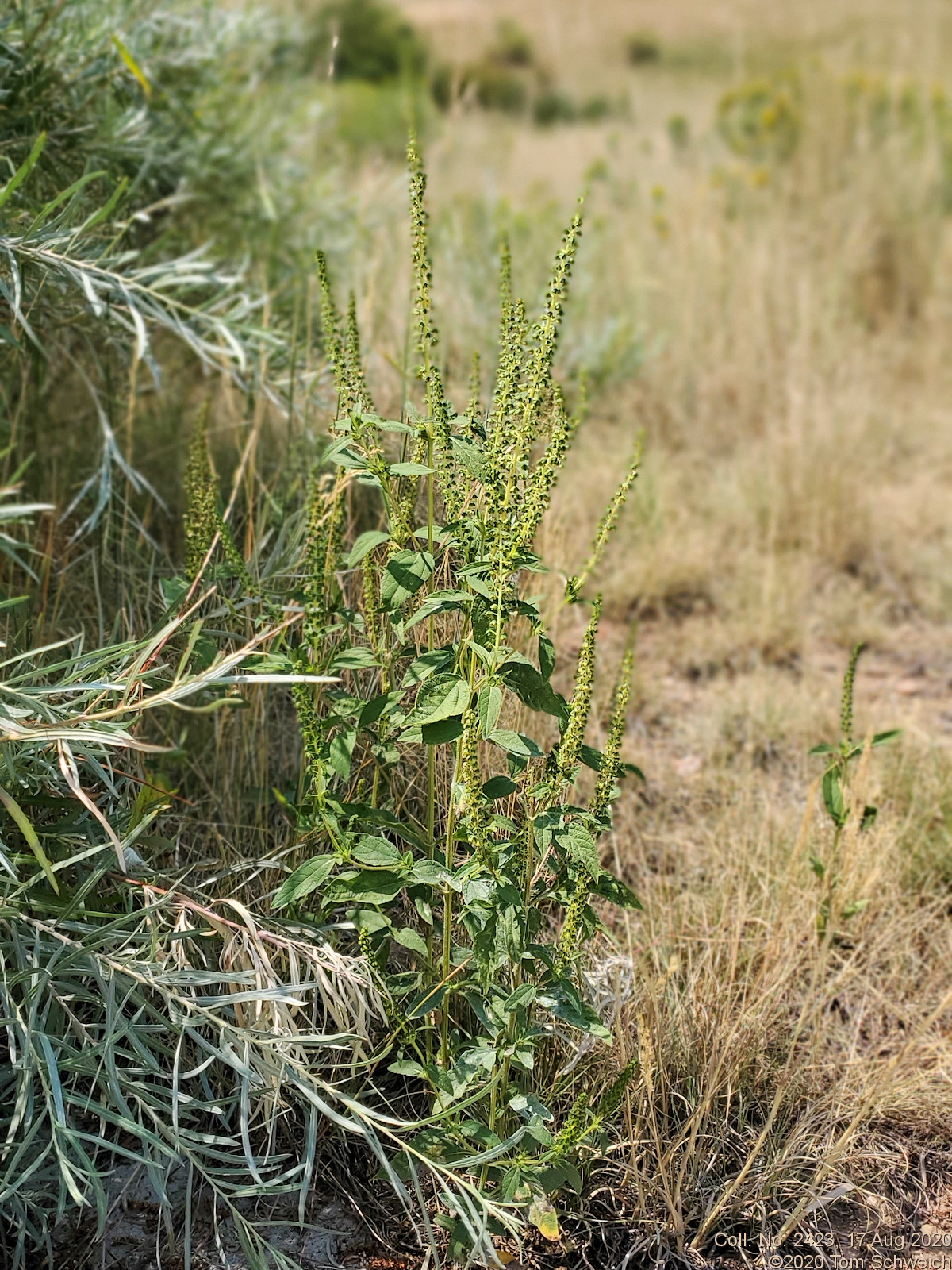 Asteraceae Cyclachaena xanthifolia