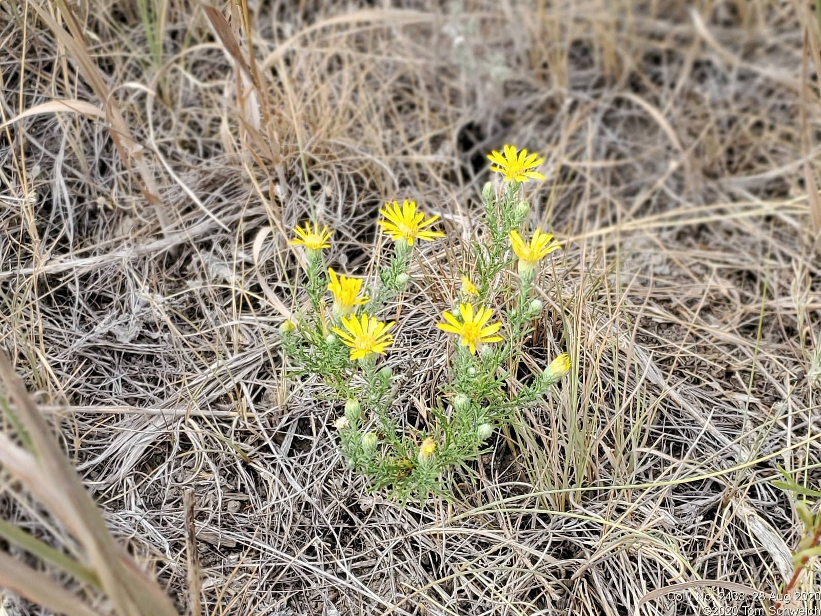 Asteraceae Xanthisma spinulosum