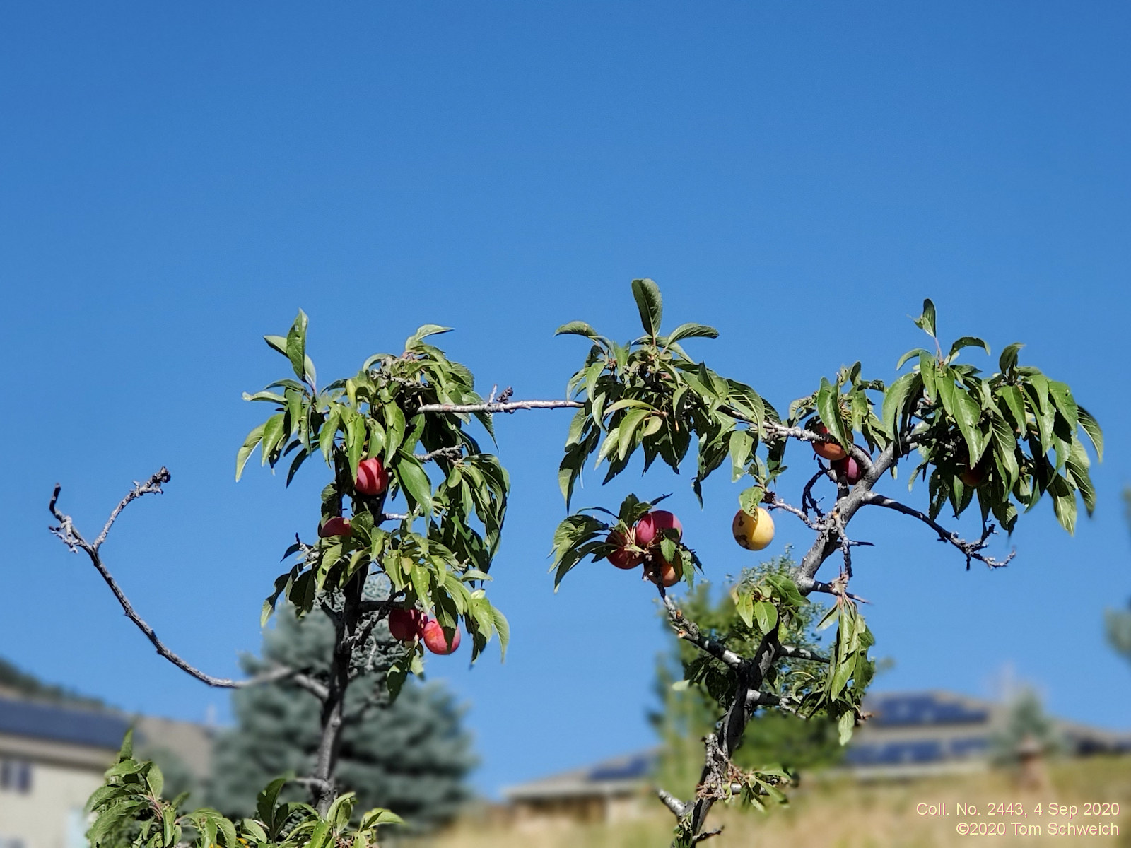Rosaceae Prunus americana