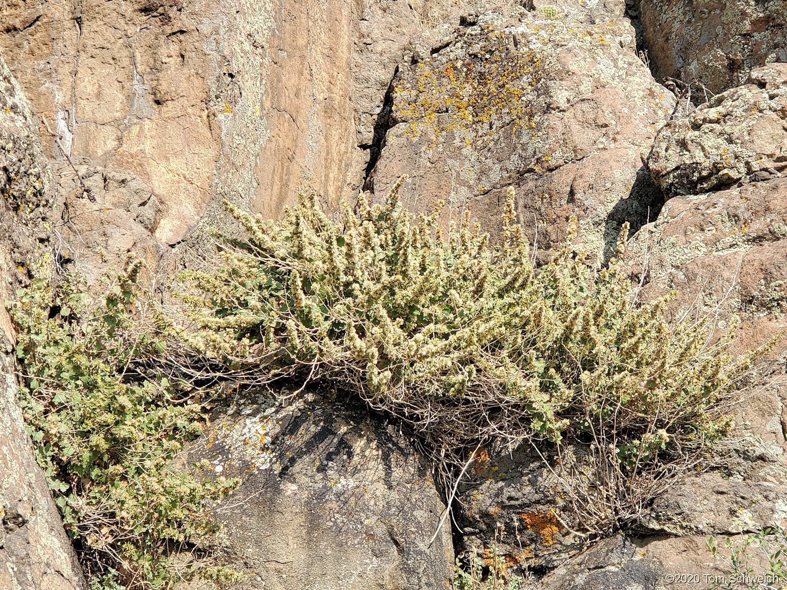 Asteraceae Brickellia californica