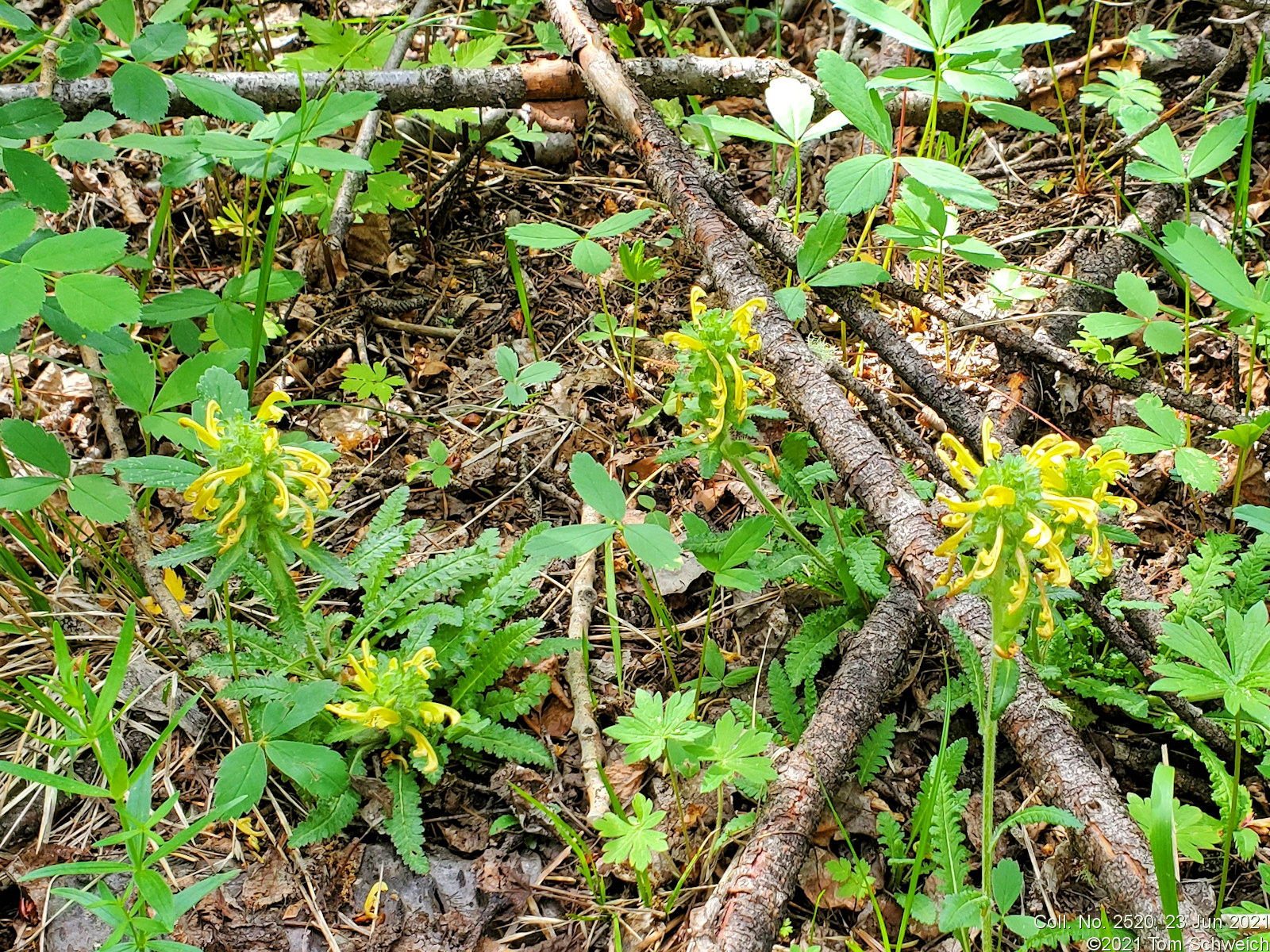 Orobanchaceae Pedicularis canadensis