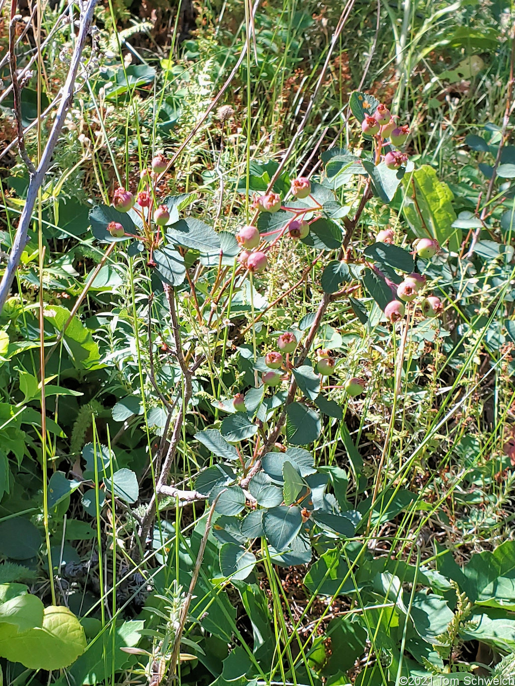 Rosaceae Amelanchier alnifolia