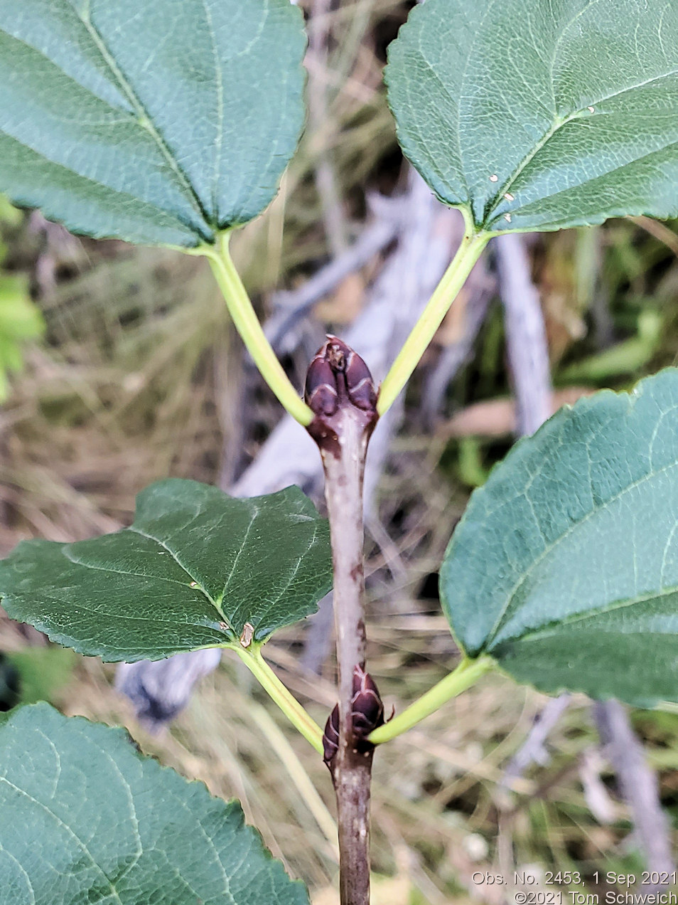 Rhamnaceae Rhamnus cathartica