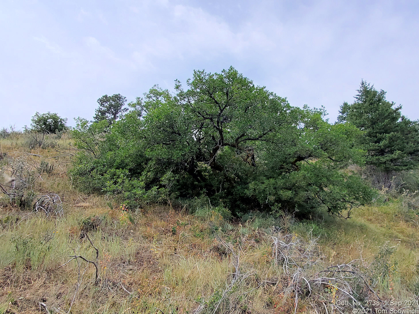 Fagaceae Quercus gambelii