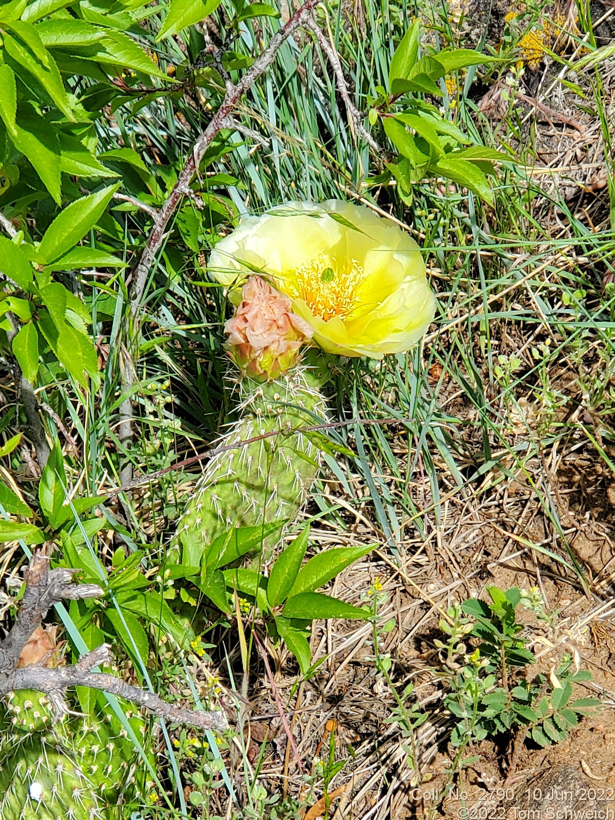 Cactaceae Opuntia polyacantha