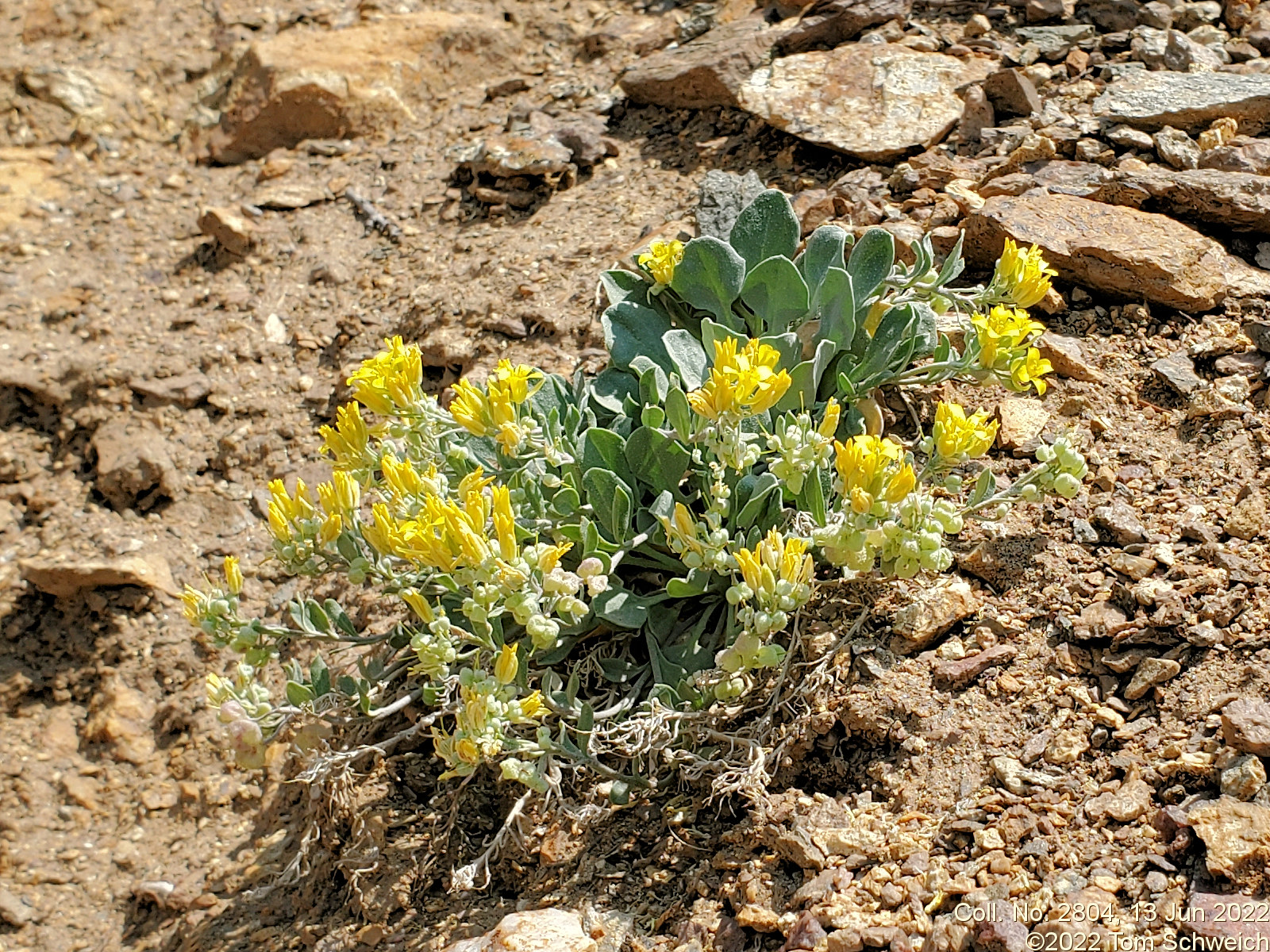 Brassicaceae Physaria vitulifera