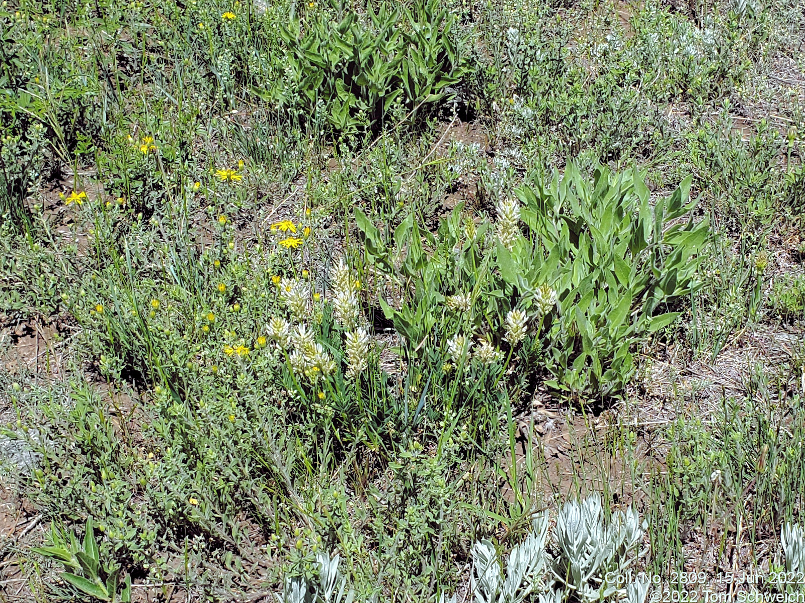 Fabaceae Astragalus laxmannii robustior
