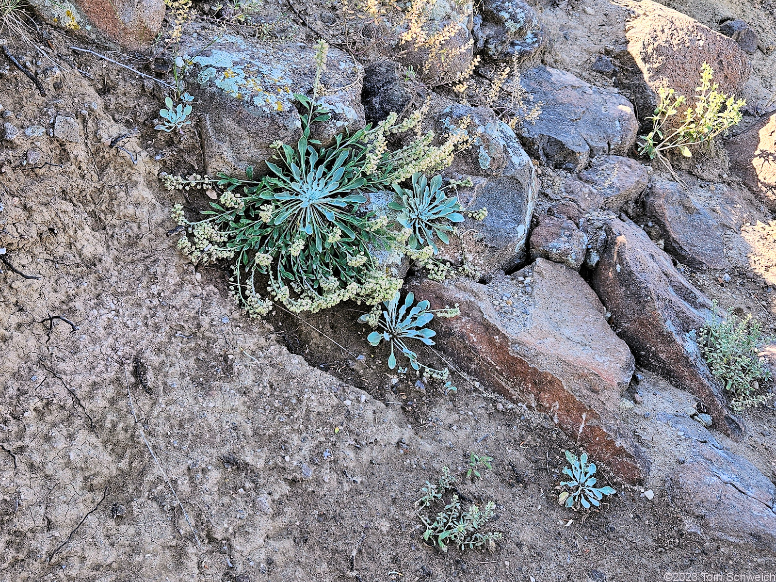 Brassicaceae Physaria vitulifera