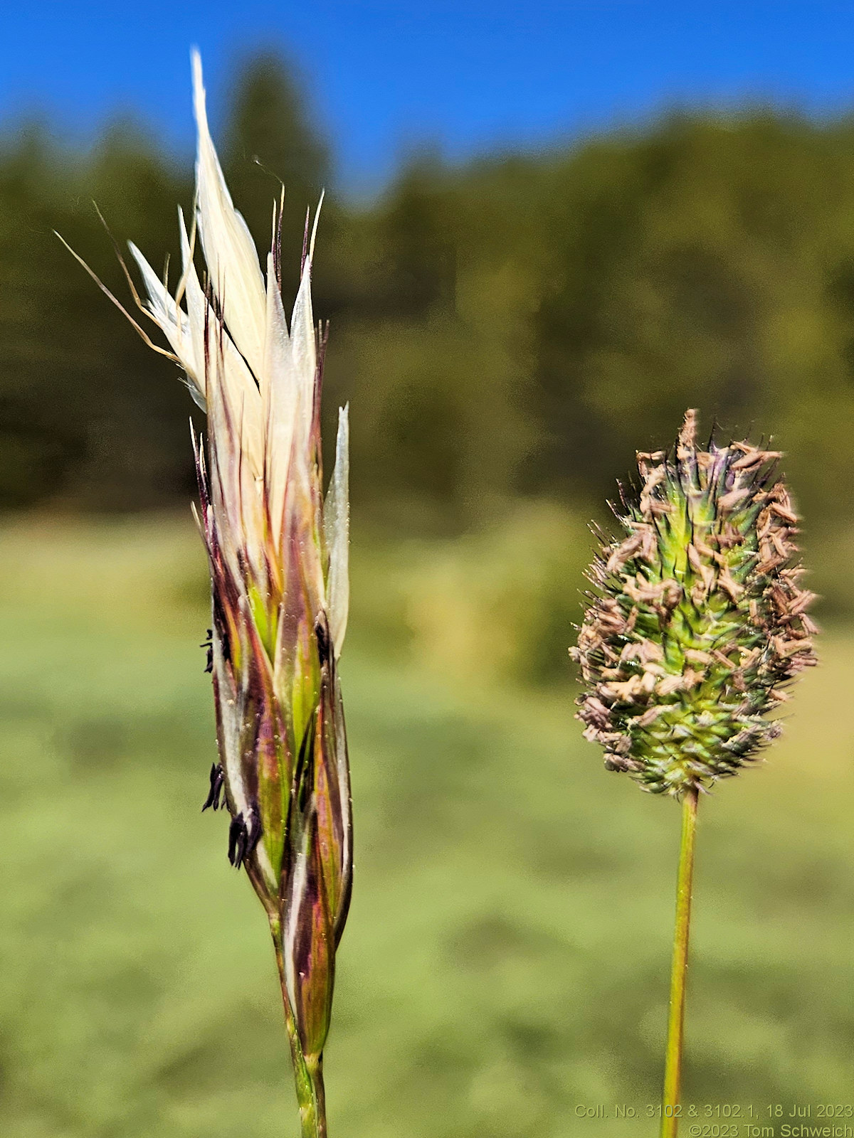 Poaceae Danthonia intermedia and Phleum alpina