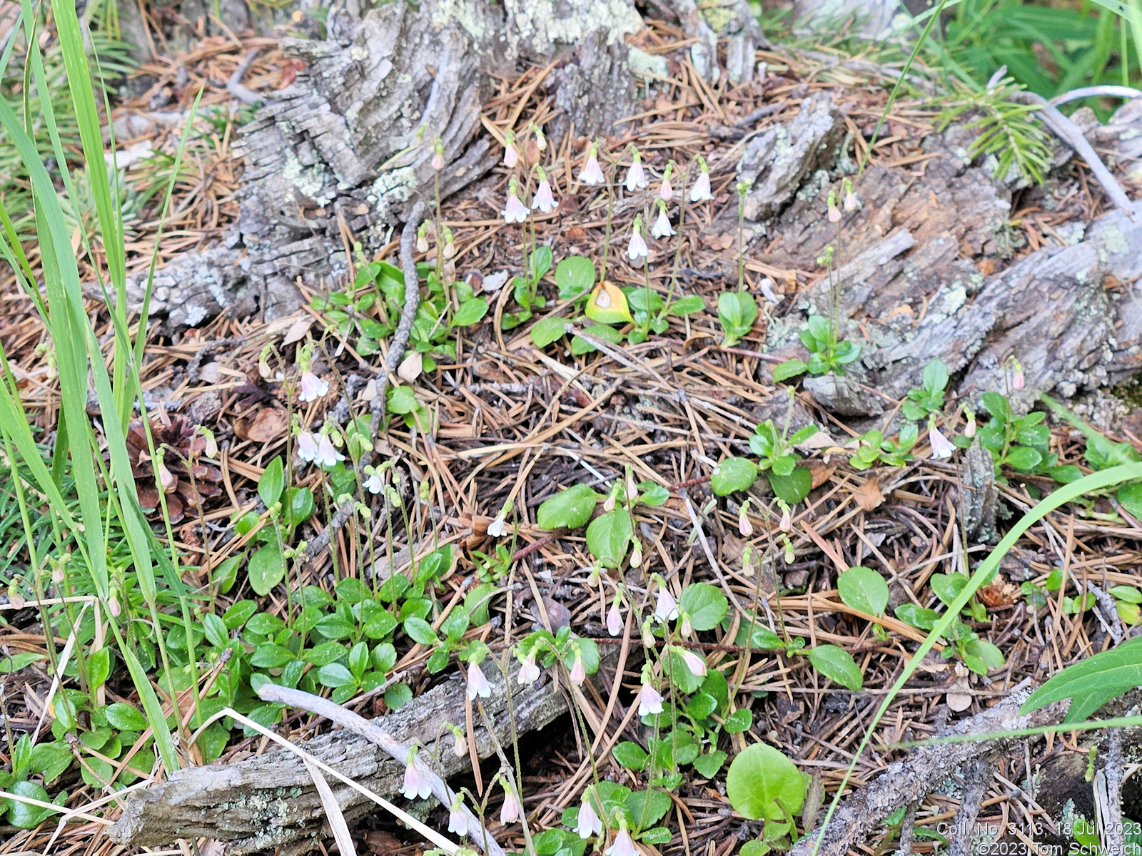 Caprifoliaceae Linnaea borealis