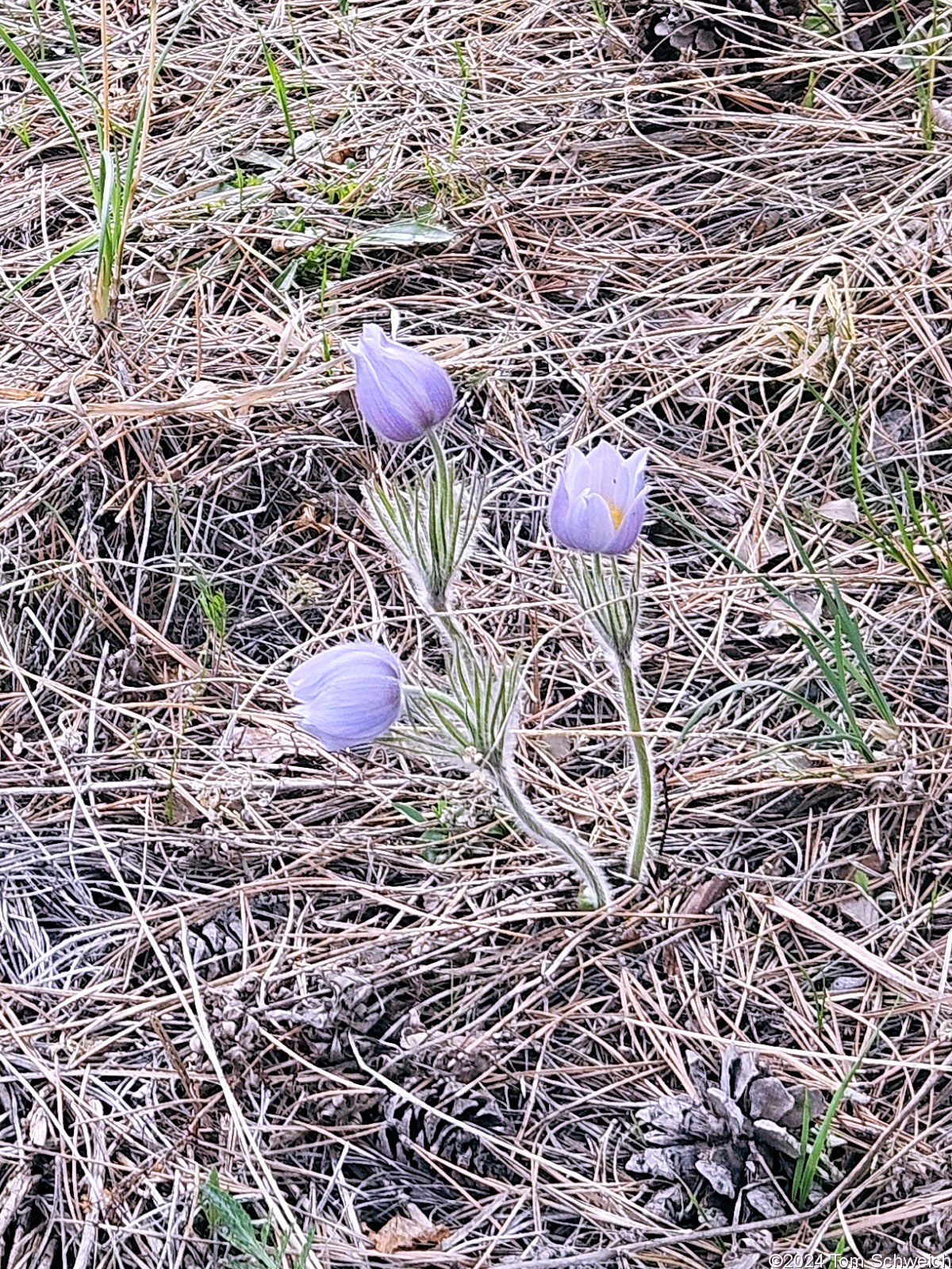 Ranunculaceae Pulsatilla nuttalliana