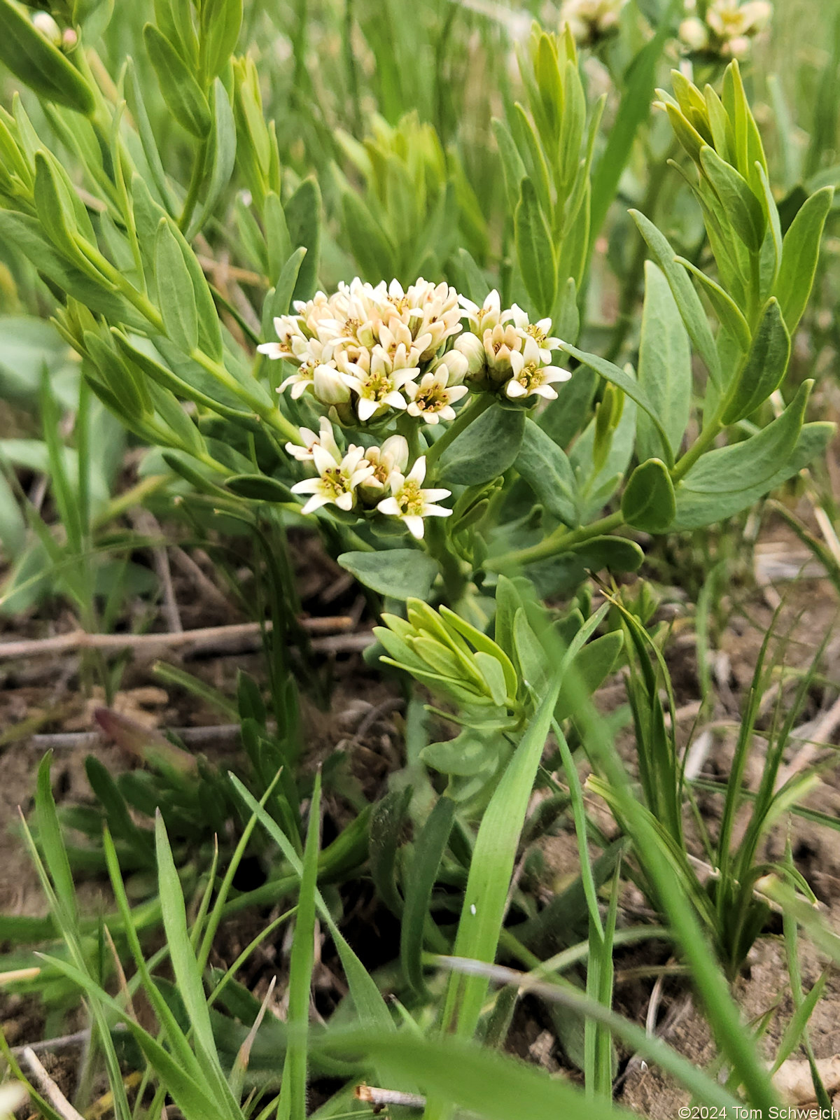 Santalaceae Comandra umbellata pallida