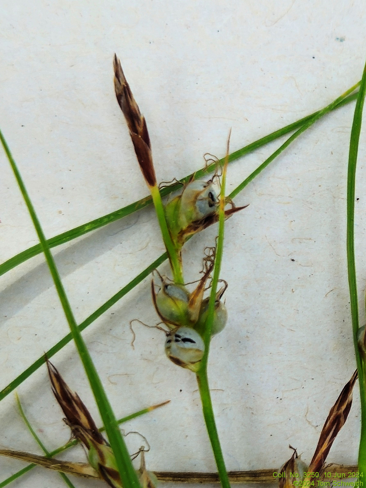 Cyperaceae Carex