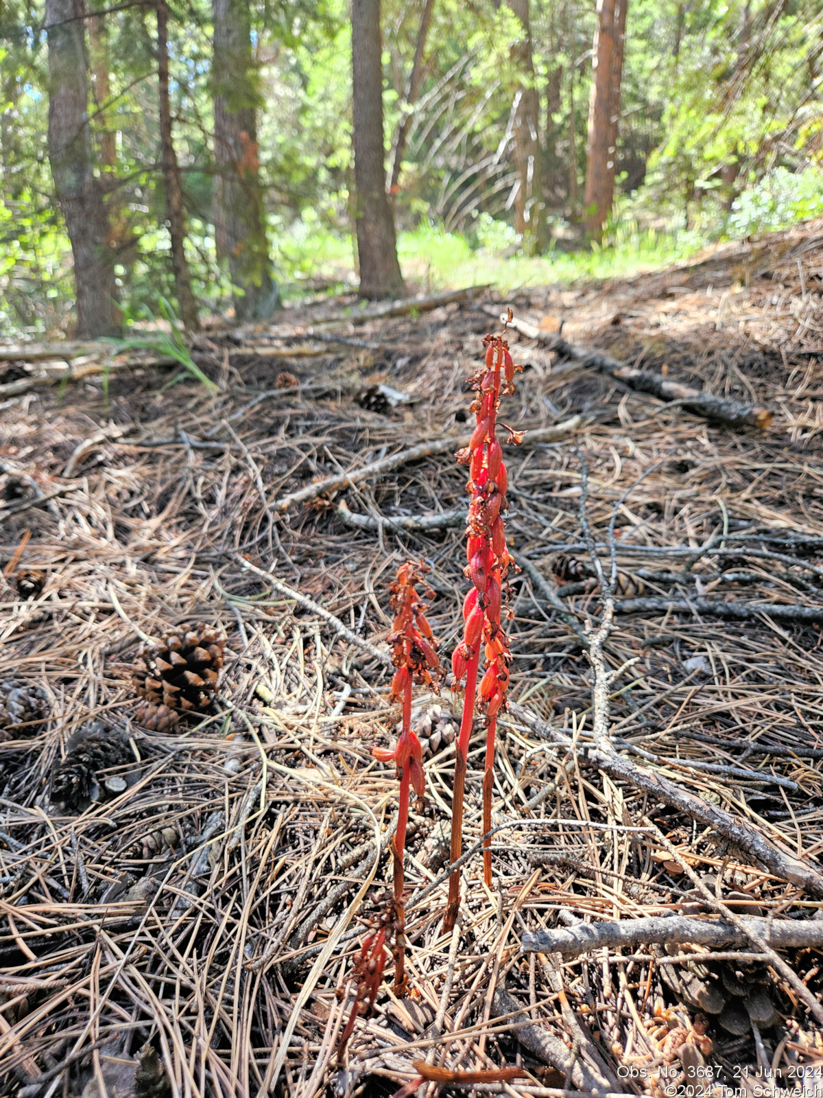 Orchidaceae Corallorhiza maculata