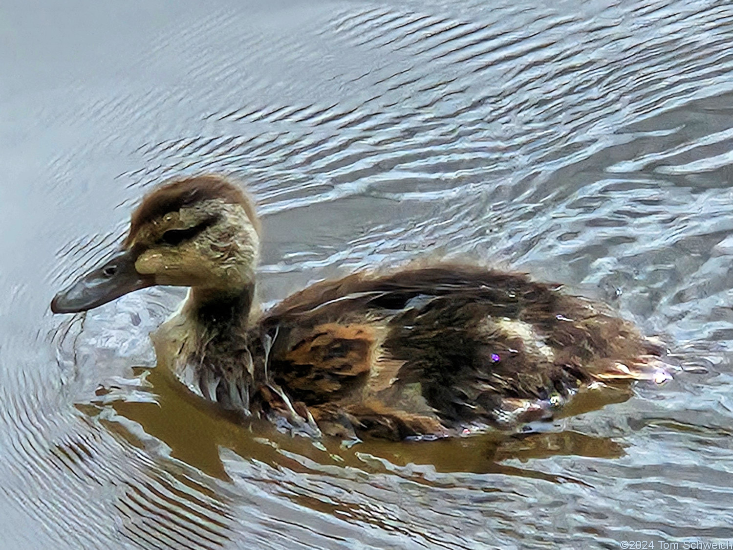 Colorado, Boulder County, Mud Lake