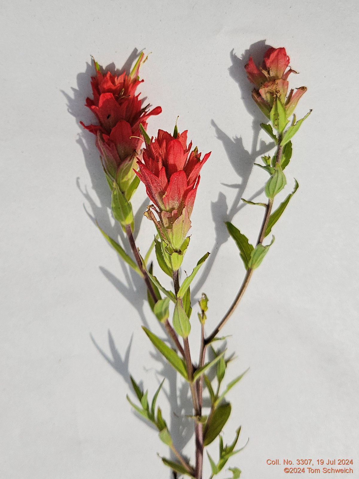 Orobanchaceae Castilleja integra