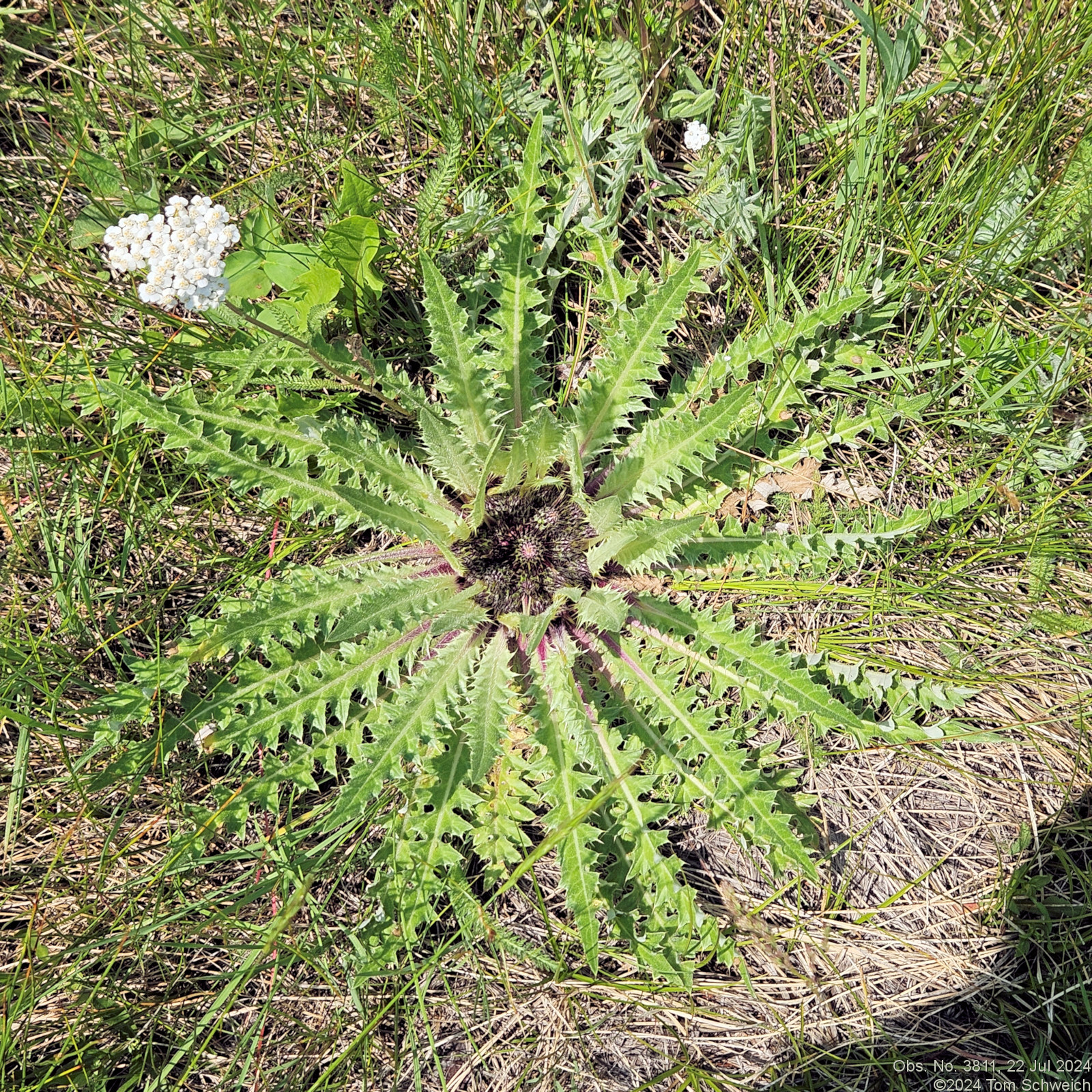 Asteraceae Cirsium scariosum