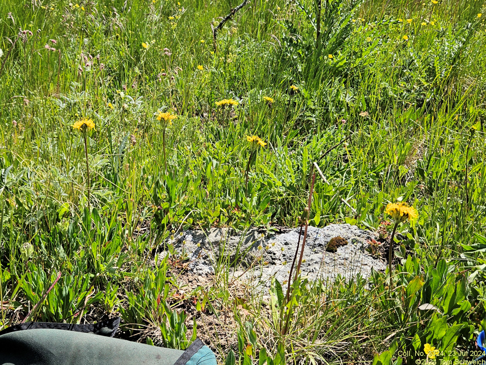 Asteraceae Taraxacum ceratophorum