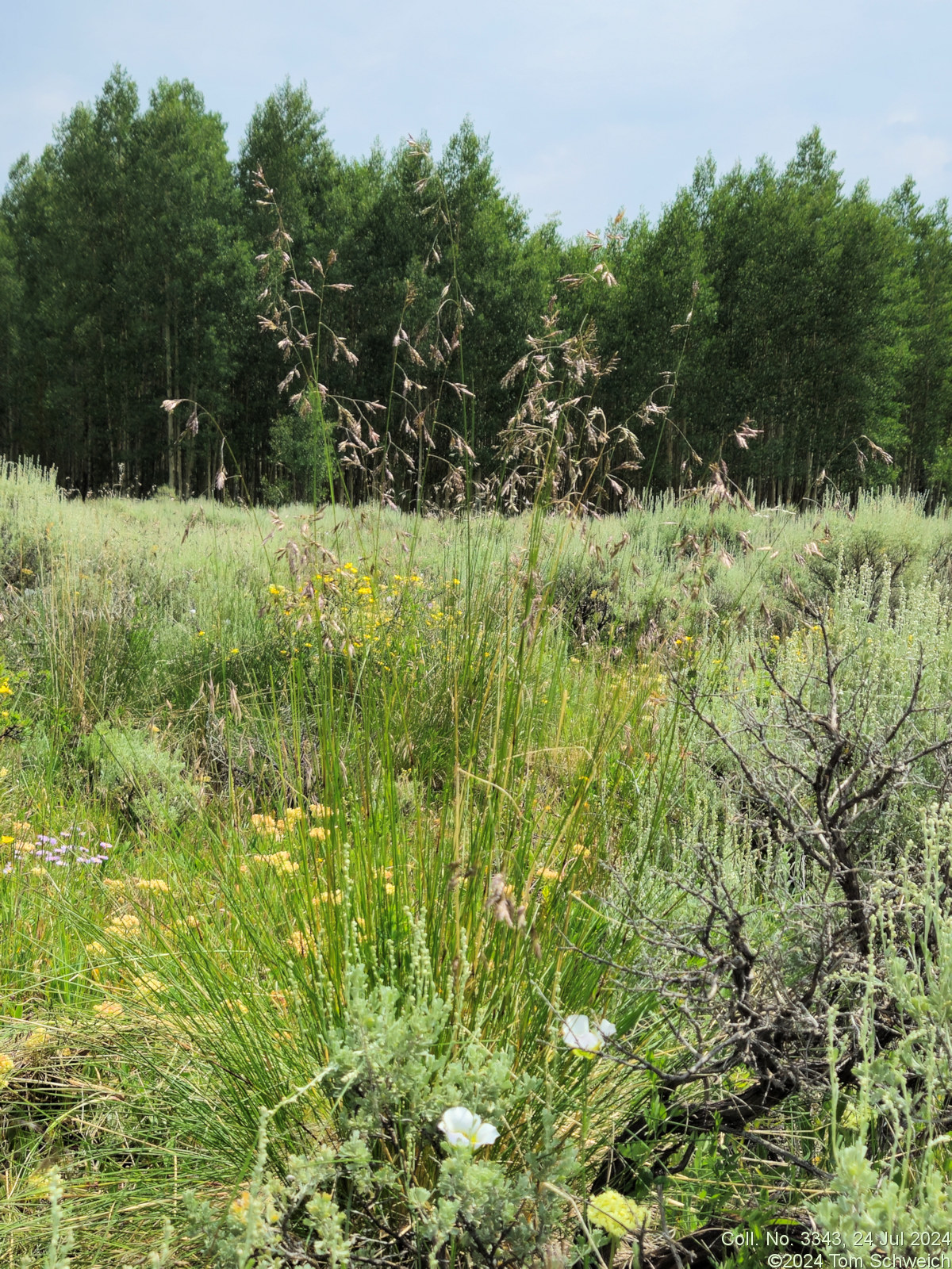 Poaceae, Festuca ?