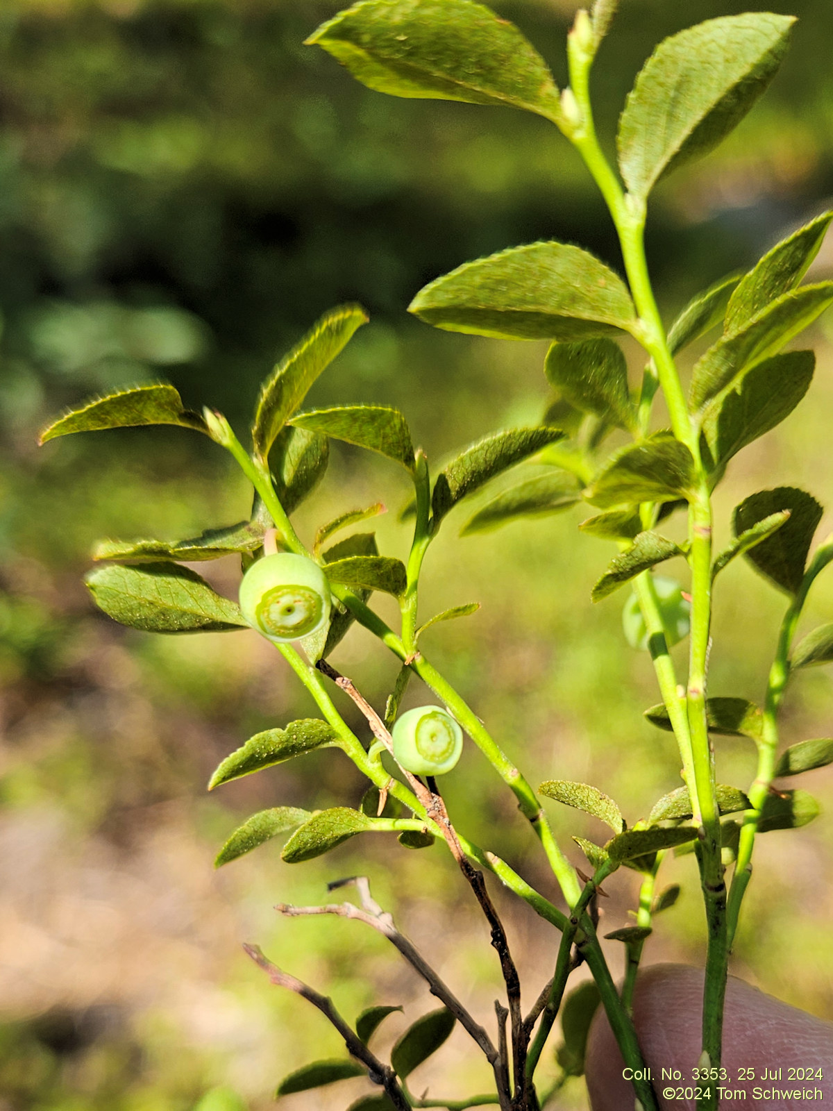 Ericaceae Vaccinium scoparium