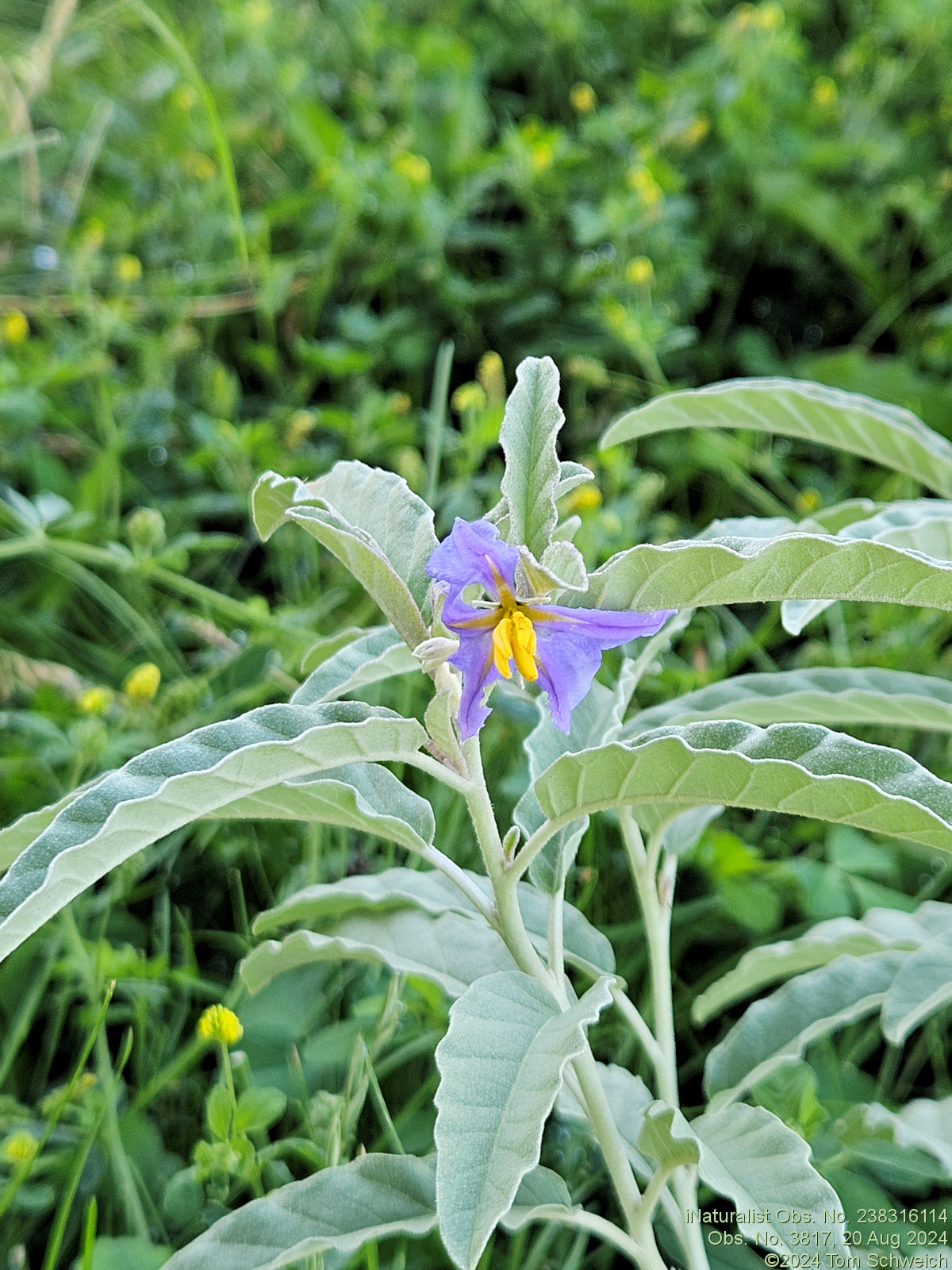 Solanaceae Solanum elaeagnifolium