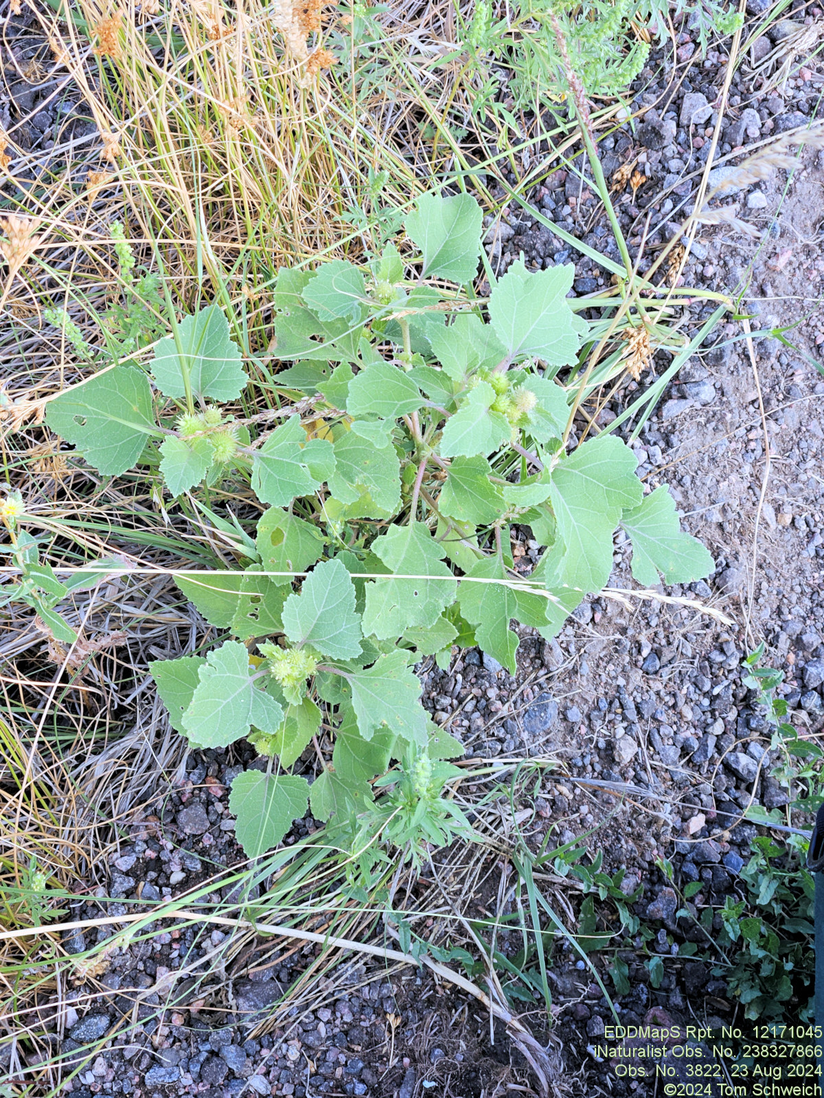 Asteraceae Xanthium strumarium