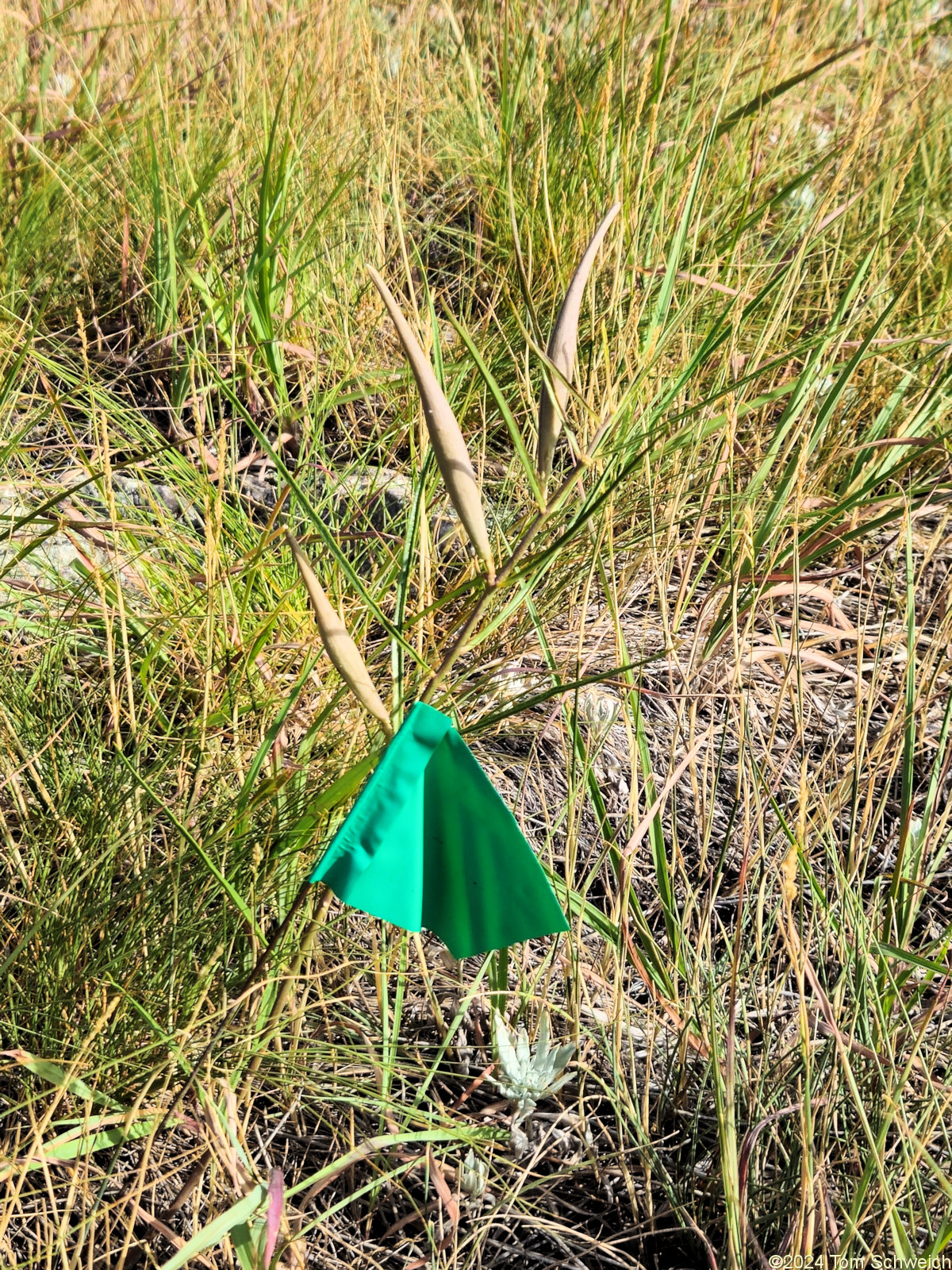 Asclepiadaceae Asclepias stenophylla