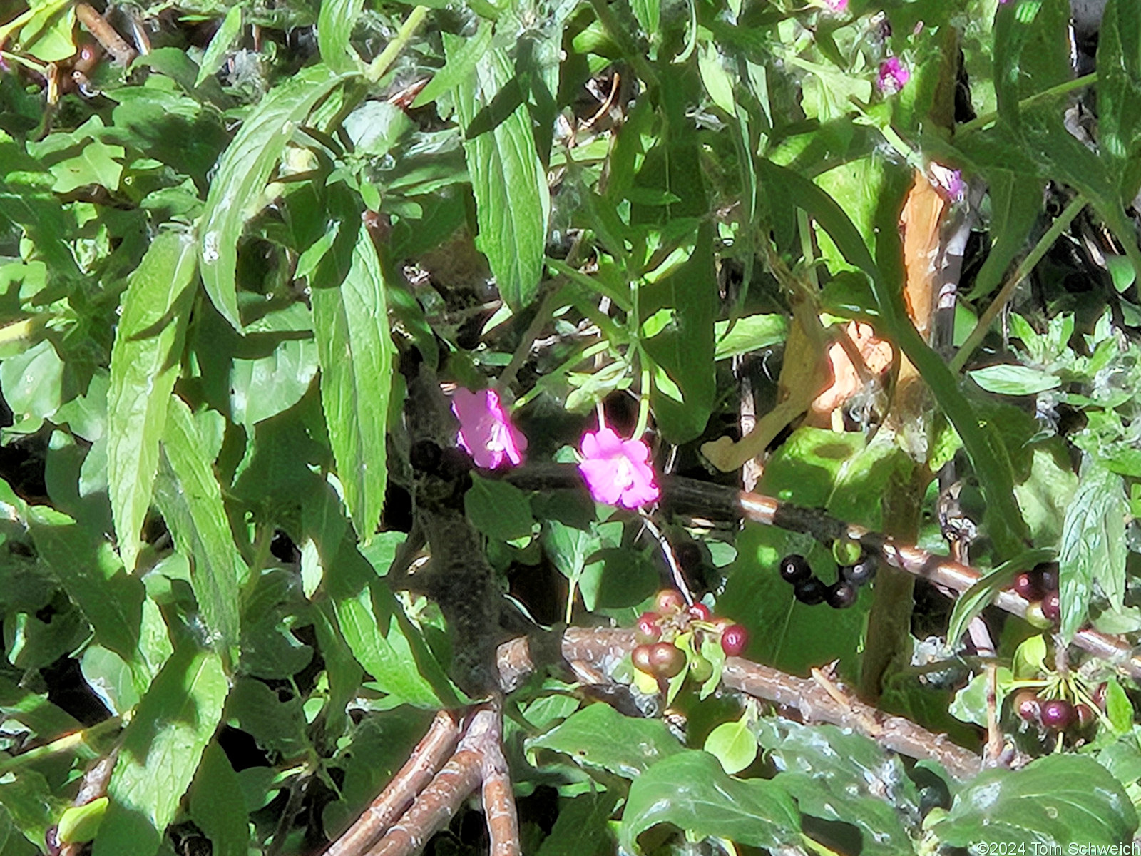 Onagraceae Epilobium hirsutum